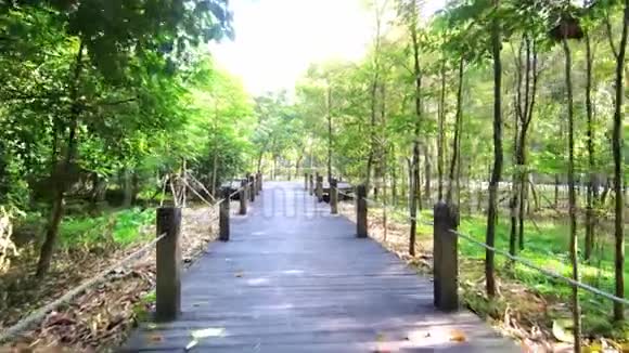 树林里的木路长廊视频的预览图