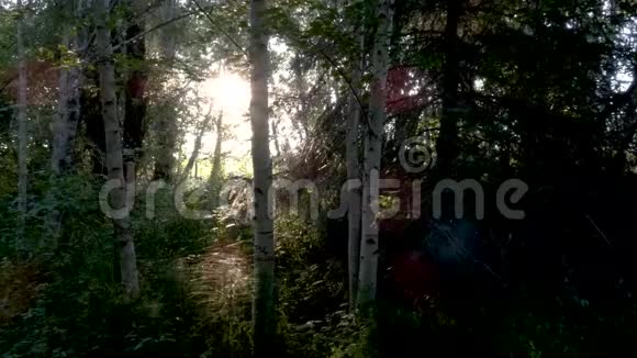 明亮的光线和金色的光线在梦幻森林中的暗影视频的预览图