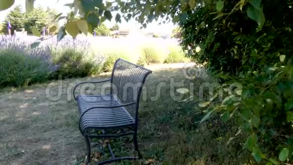 院子里的薰衣草和长凳背景阳光明媚视频的预览图