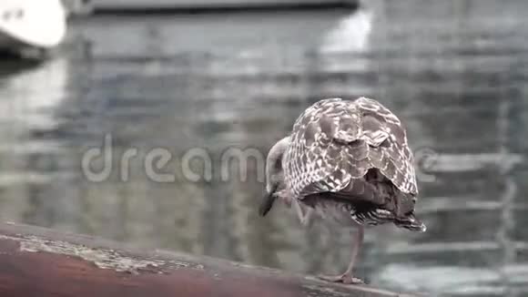年轻的灰鸥在坐在游艇的木制船头上抓着头扇着翅膀视频的预览图