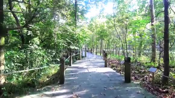 树林中的木路长廊视频的预览图