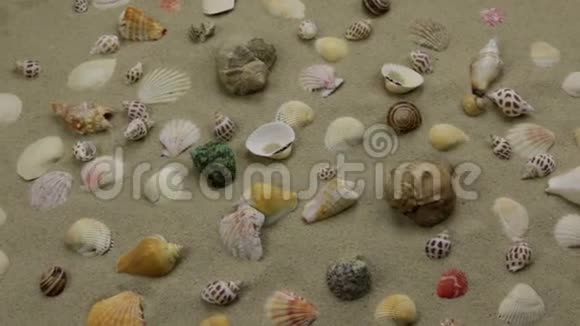沙滩上的贝壳全景夏季背景视频的预览图
