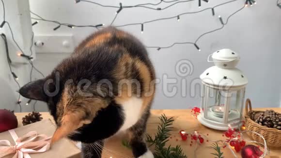 漂亮的深色家猫坐在一张木桌上背景上装饰着节日的装饰和闪烁的灯光舔着舌头视频的预览图