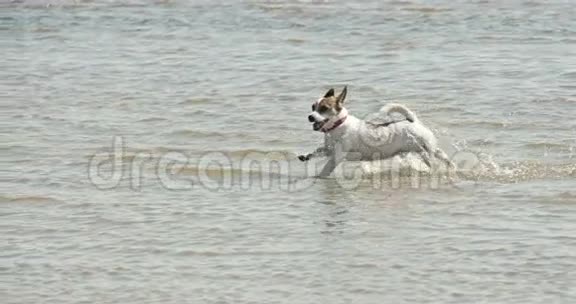 小狗在海滩上奔跑4KFS700奥德赛7Q视频的预览图