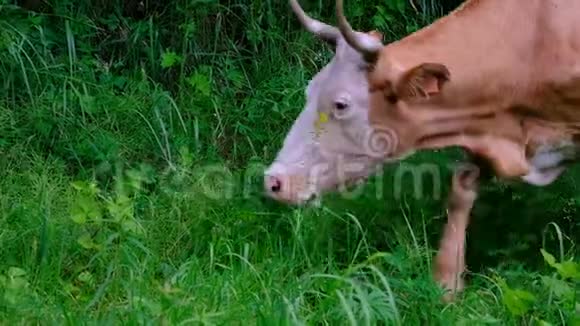 在草地上吃草的牛脸的特写牛草青菜牲畜有选择的焦点摄像机移动视频的预览图
