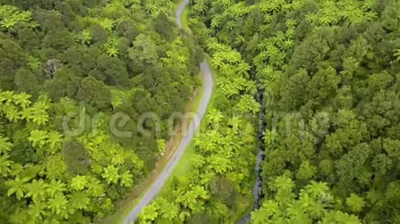 通过蕨类植物森林的新西兰山路视频的预览图