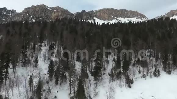 针叶林和岩石混合的鸟瞰图北高加索国家自然保护区视频的预览图