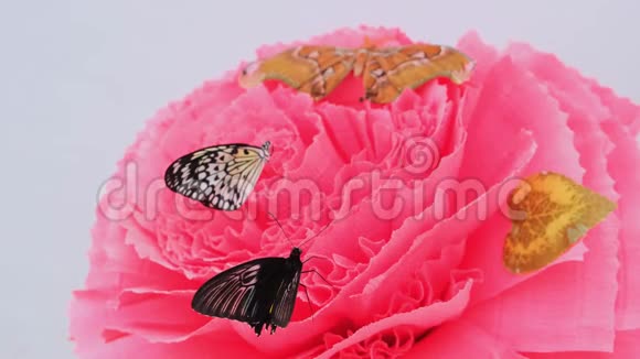 蝴蝶正坐在一朵大的人造粉花上特写复制空间视频的预览图
