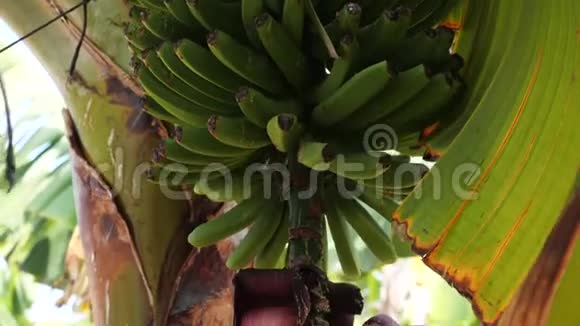加那利群岛香蕉种植园开花香蕉的特写镜头巨大的红色香蕉花生长在视频的预览图
