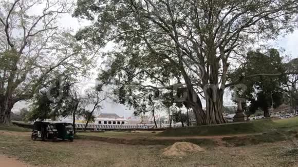 雄伟的RuwanwelisayaStupa通过大树和TukTuk人力车夫佛教圣地斯里兰卡Anuradhapura看到视频的预览图
