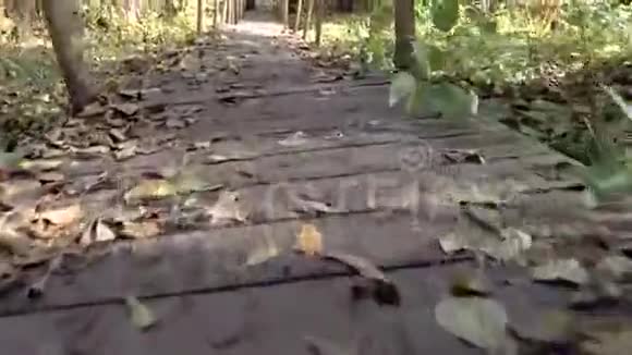 摄像机沿着靠近沼泽的树林中的一座木桥移动视频的预览图