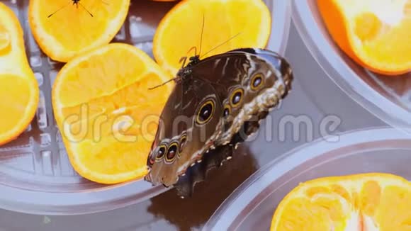一只蓝棕色的MorphoPeleides蝴蝶在柑橘类水果上喝花蜜橘子上的蝴蝶视频的预览图