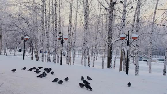 鸽子坐在雪地里冬天的树上长满了霜精彩的冬景视频的预览图