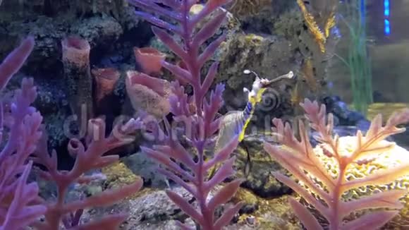 五颜六色的水族馆有许多不同的漂亮鱼视频的预览图