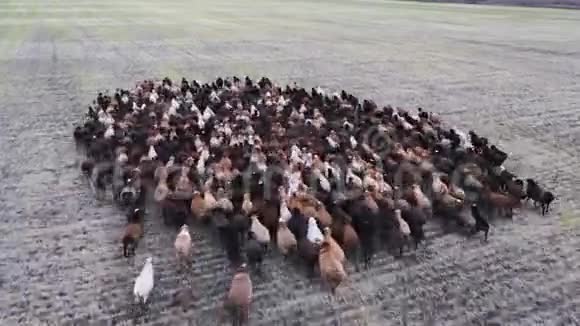 无人机观点奔跑羊群在牧场上奔跑视频的预览图
