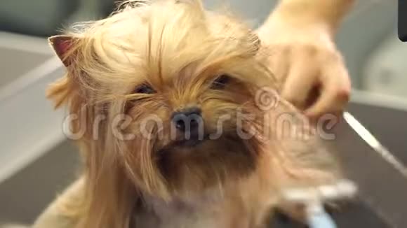 兽医用吹风机把狗头发擦干给约克郡梗梳头视频的预览图