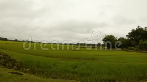 当地稻田和棕榈树俯瞰印度东北路的车窗视频的预览图