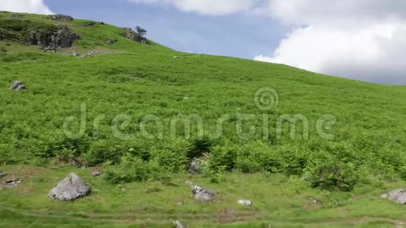 蕨类植物覆盖在山脊上视频的预览图