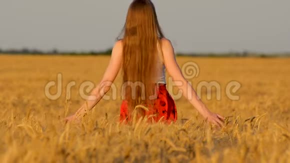 长发年轻女子走过田野用手摸着麦子背面视频的预览图