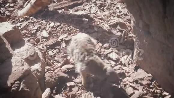 猫鼬俯视动物园视频的预览图