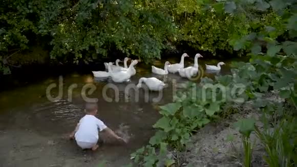 一个孩子在河边吃鹅这个男孩在农村地区照看家禽视频的预览图