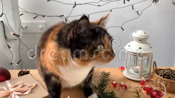 漂亮的深色家猫坐在一张木桌上背景上装饰着节日的装饰和闪烁的灯光舔着舌头视频的预览图