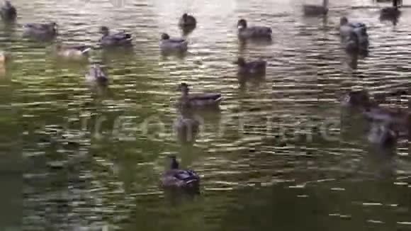 秋天公园的湖中野鸭群游视频的预览图