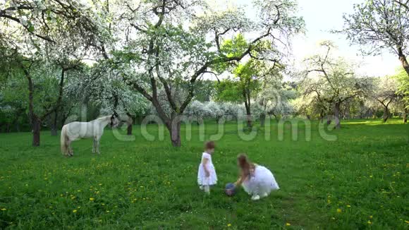 穿着白色衣服的可爱的姐妹们在盛开的春天的花园里玩球视频的预览图