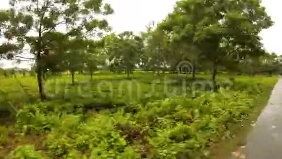 阿萨姆当地的茶园树木小湖从印度东北路的窗户上看到汽车视频的预览图