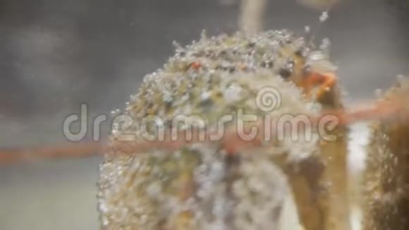 河癌特写甲壳动物的口腔和呼吸部分巨大的水下怪物视频的预览图