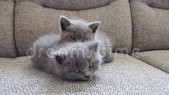 两只小猫在沙发上放松有趣的小猫视频的预览图