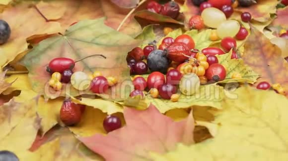 秋天的浆果和树叶视频的预览图
