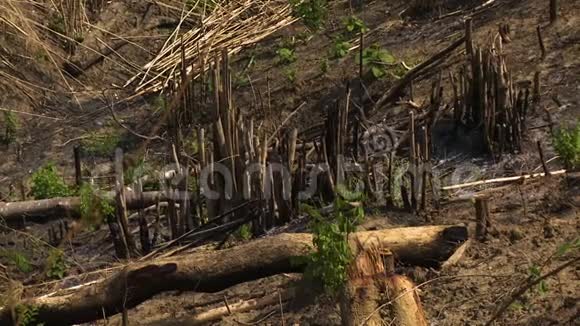 树木和植被在自然界中被撕裂视频的预览图