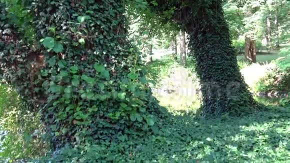 神秘的森林树干上有常春藤赫德拉植物视频的预览图