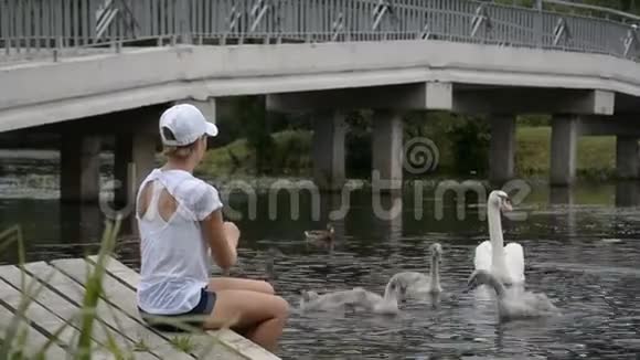 女人在湖边喂两只天鹅和鸭子视频的预览图