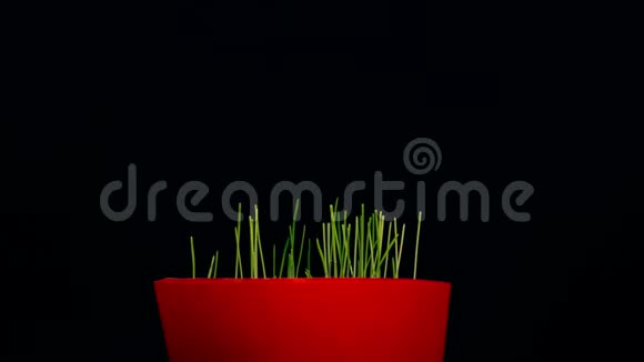 黑色的小植物背景从盆栽生长的青草4k静态拍摄春天视频的预览图