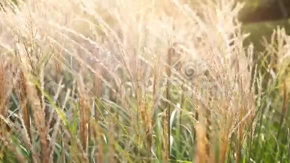 人造谷物白霜植物摇摆锡风与温暖的日落或日出背光乡村装饰视频的预览图