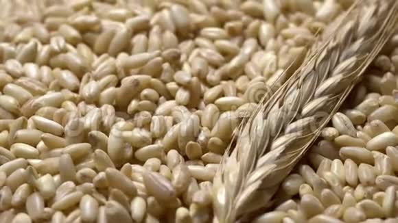 普通麦粒和轮作的麦穗视频的预览图