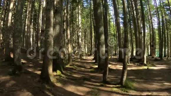 美丽的黑山古林近黑湖背景杜米托国家公园视频的预览图