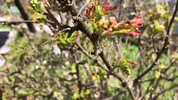 树枝上的瓢虫的宏观拍摄视频的预览图