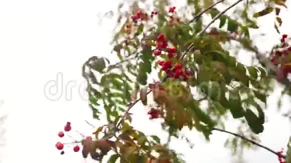 秋天山灰枝上绿黄的叶子和红熟的浆果视频的预览图