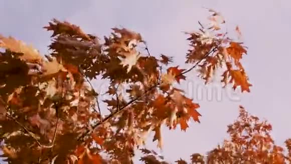 秋天的风景树上特写的树枝在风中摇曳红色的秋叶视频的预览图