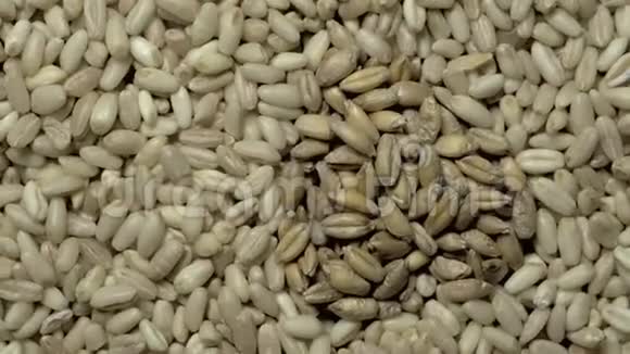 轮作的两种普通小麦A粒的完整框架视频的预览图