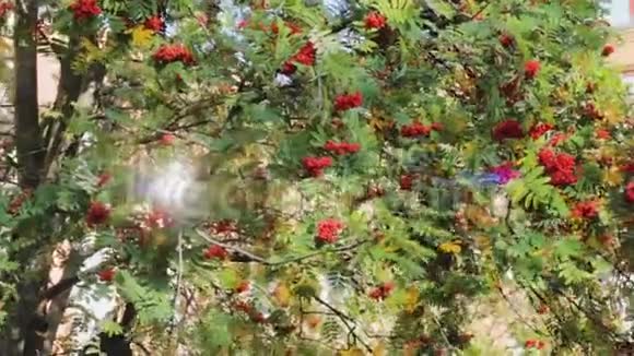 罗维树的耀眼浆果秋天的绿色季节视频的预览图