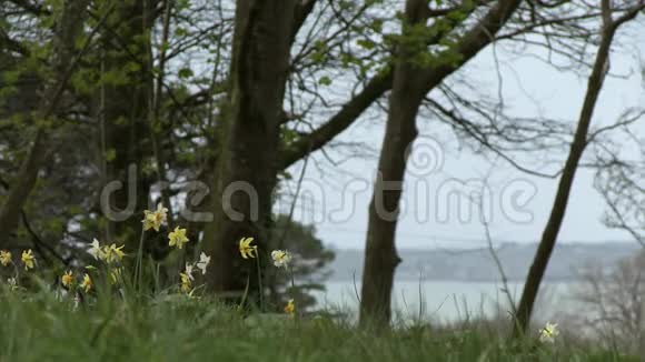 山上的花背景是湖视频的预览图