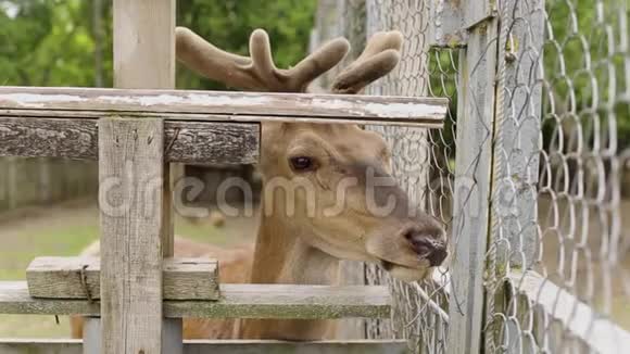 小鹿在动物园吃食物特写镜头视频的预览图