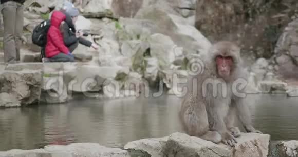 来自温泉温泉温泉的雪猴饮料家庭拍照背景视频的预览图