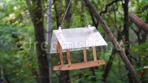 森林里的鸟舍喂鸟的公园里的鸟之家空巢箱视频的预览图