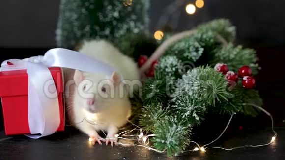 新年的视频象征着2020年的白鼠老鼠坐在圣诞礼物冷杉树枝和花环的背景上视频的预览图