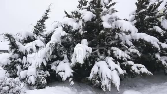 树在冬季降雪时缓慢地摇动着雪视频的预览图